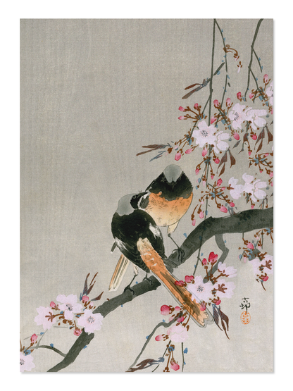 Ezen - Redstarts and cherry - Postcard - Front