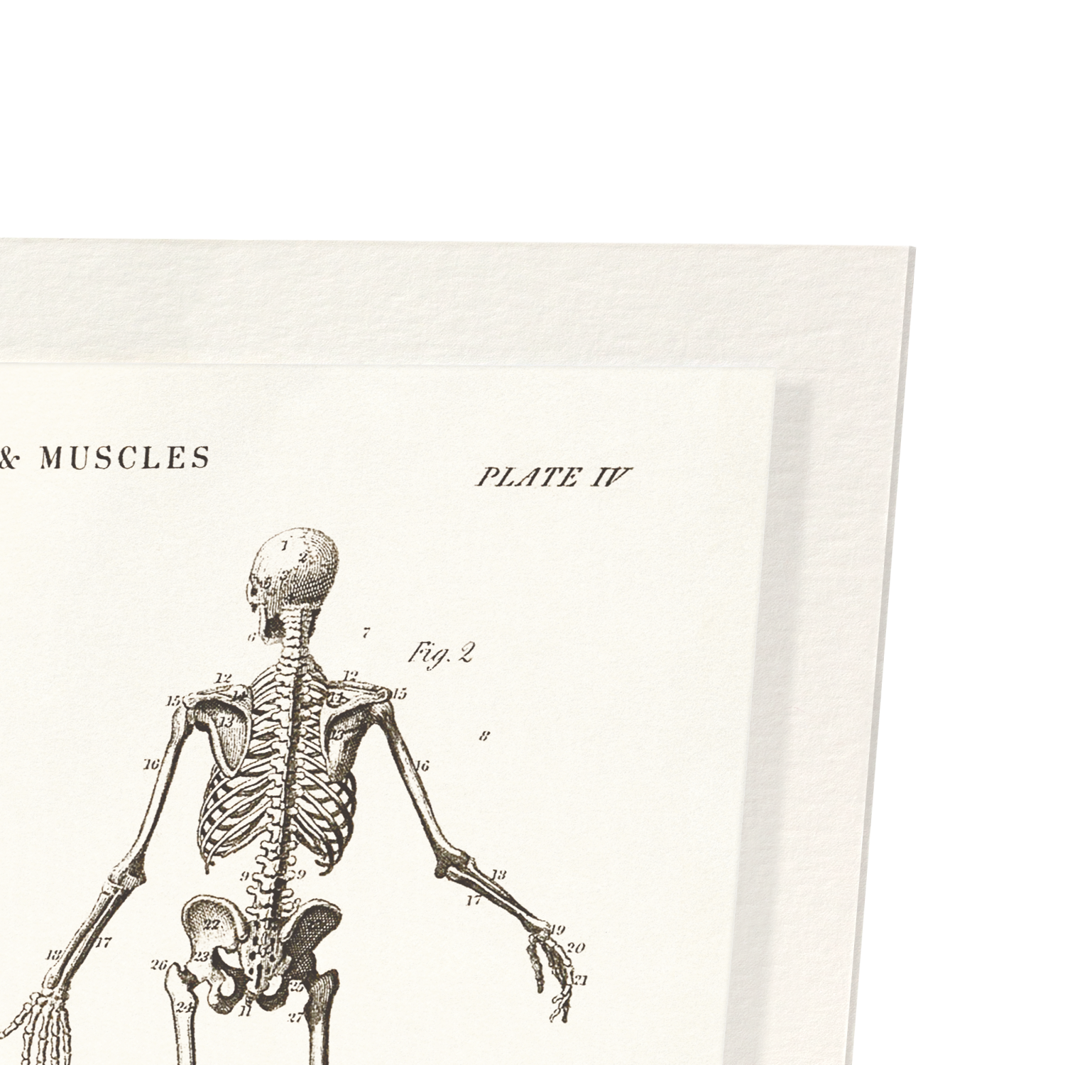Detail from print
