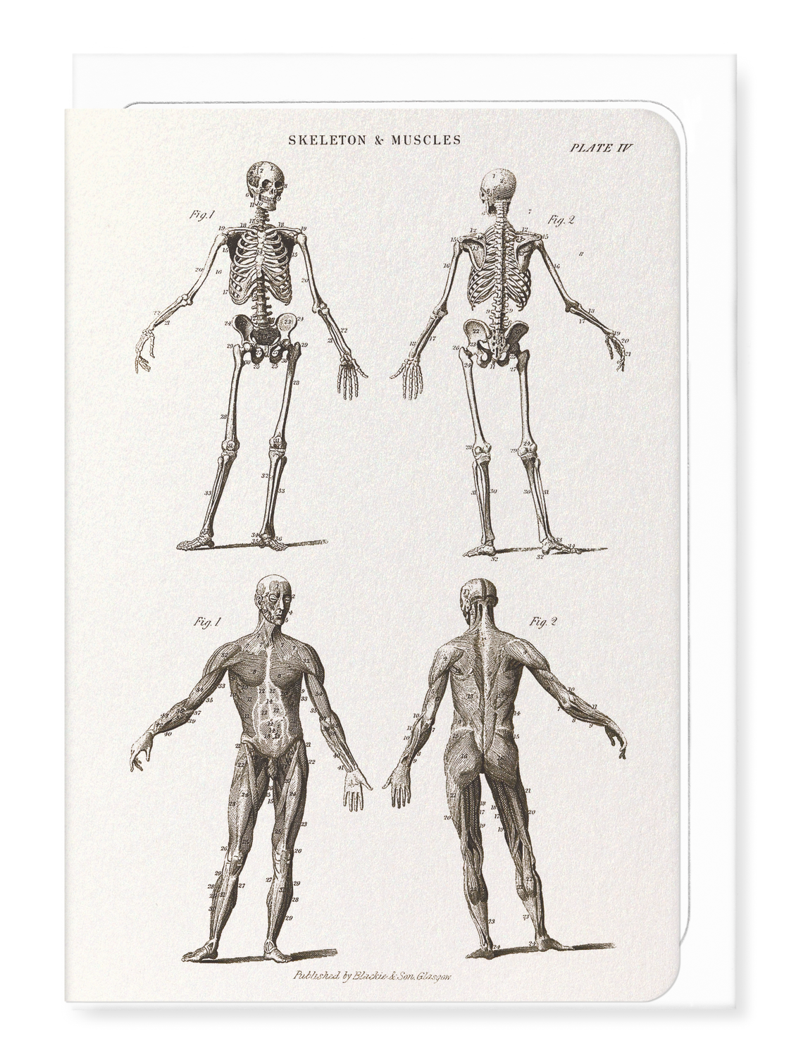 Ezen - Skeletons (C.1830-C.1850) - Greeting Card - Front