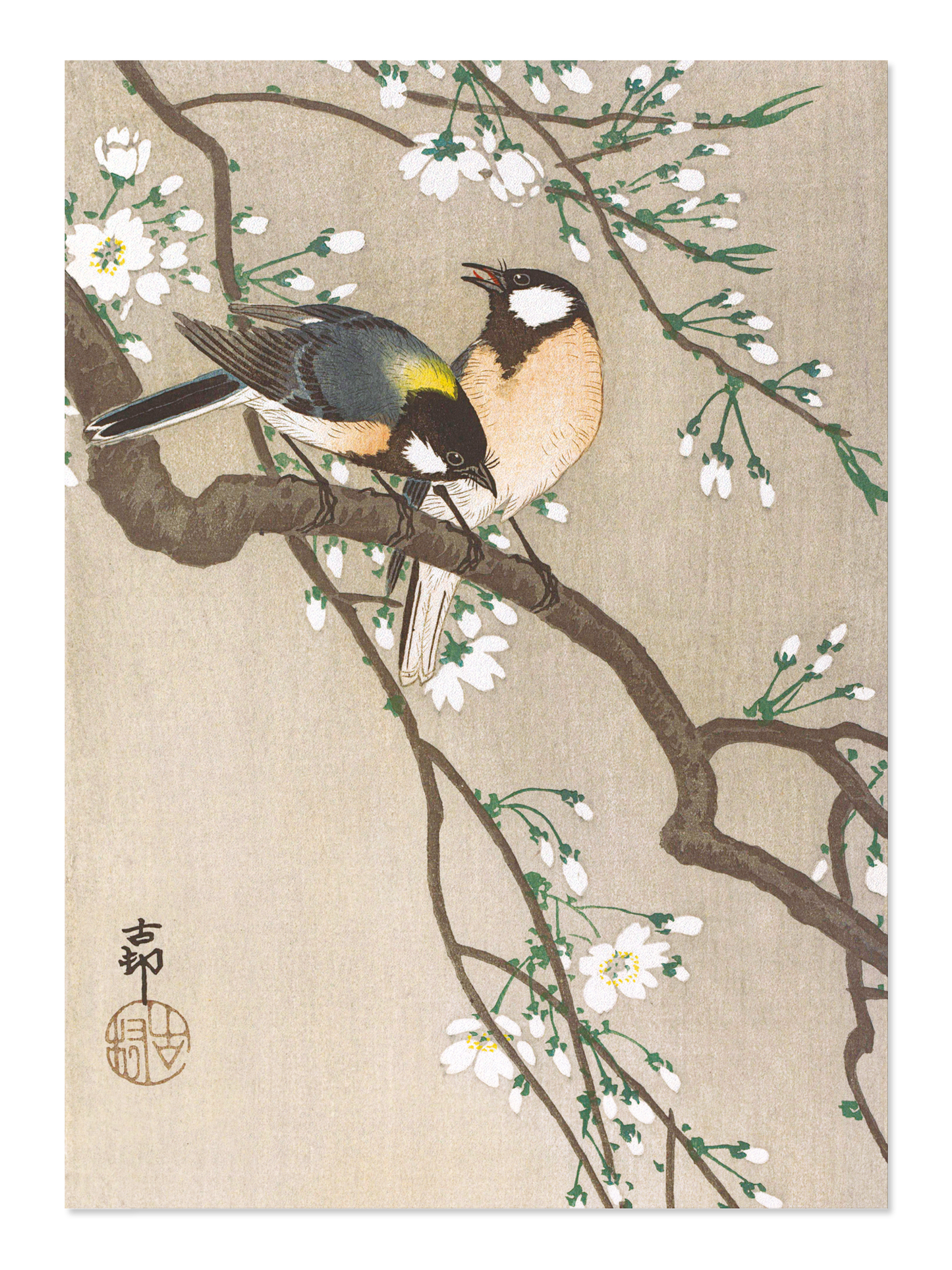 Ezen - Tit birds on cherry branch - Postcard - Front