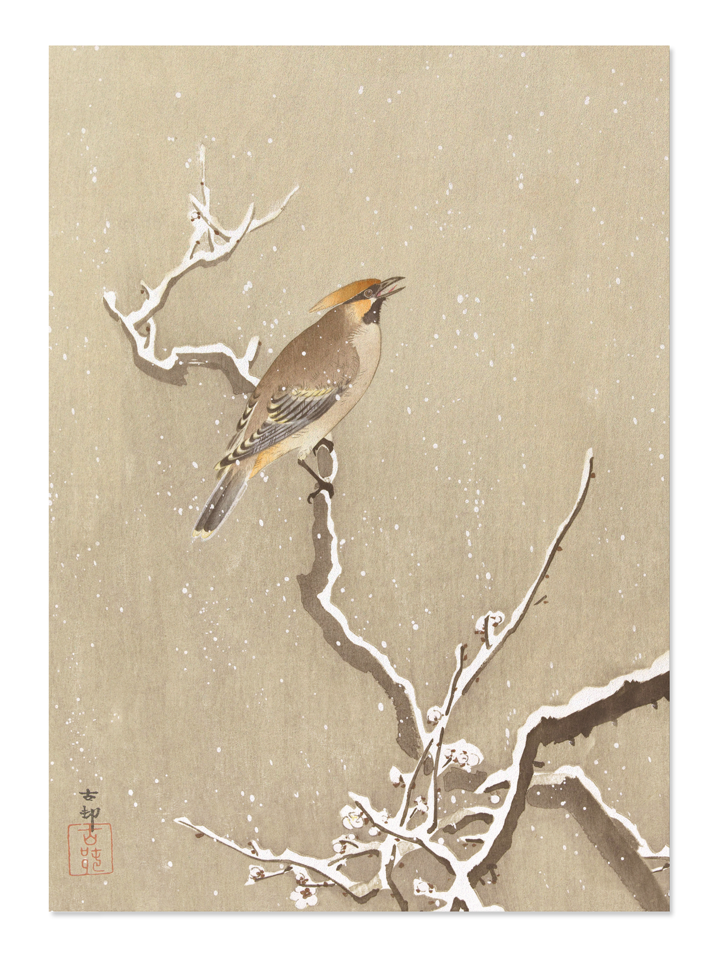 Ezen - Waxwing bird on snowy branch - Postcard - Front
