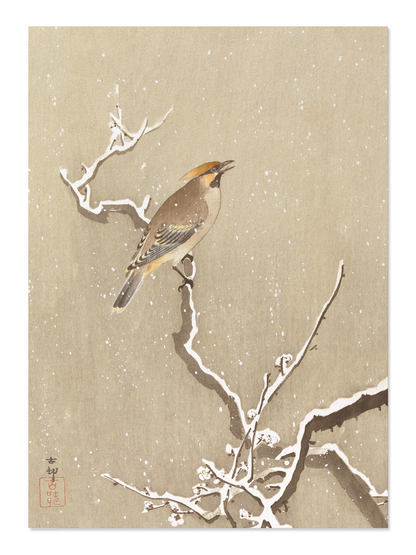 Ezen - Waxwing bird on snowy branch - Postcard - Front