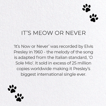IT'S MEOW OR NEVER: Funny Animal Greeting Card