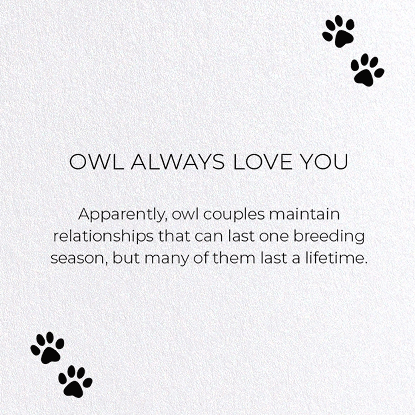 OWL ALWAYS LOVE YOU: Funny Animal Greeting Card