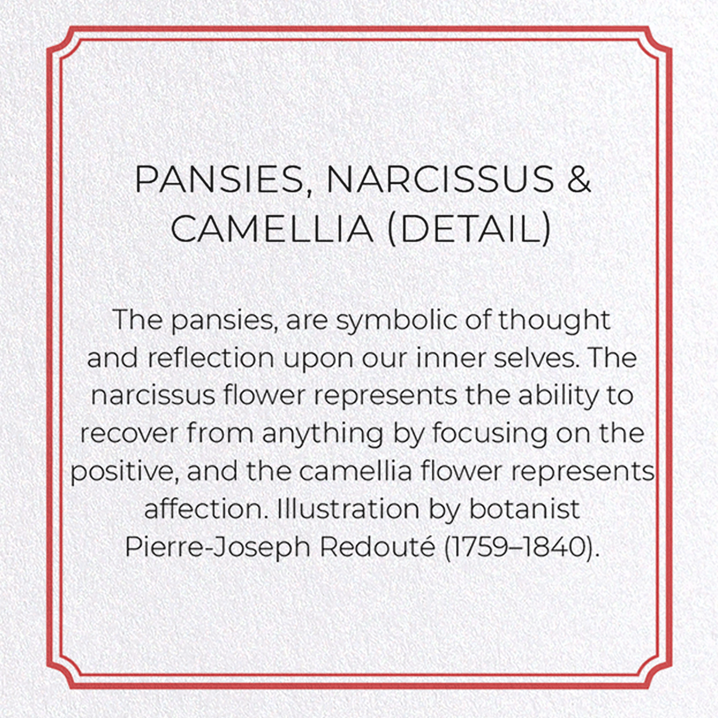 PANSIES, NARCISSUS & CAMELLIA: Botanical Greeting Card