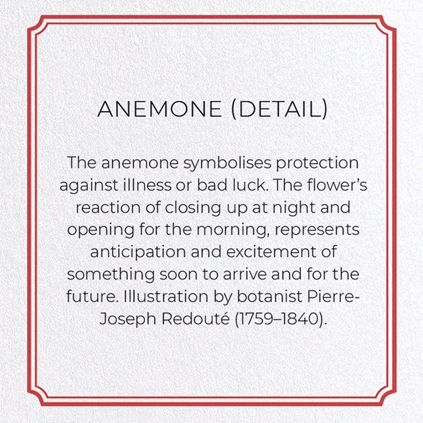 ANEMONE: Botanical Greeting Card