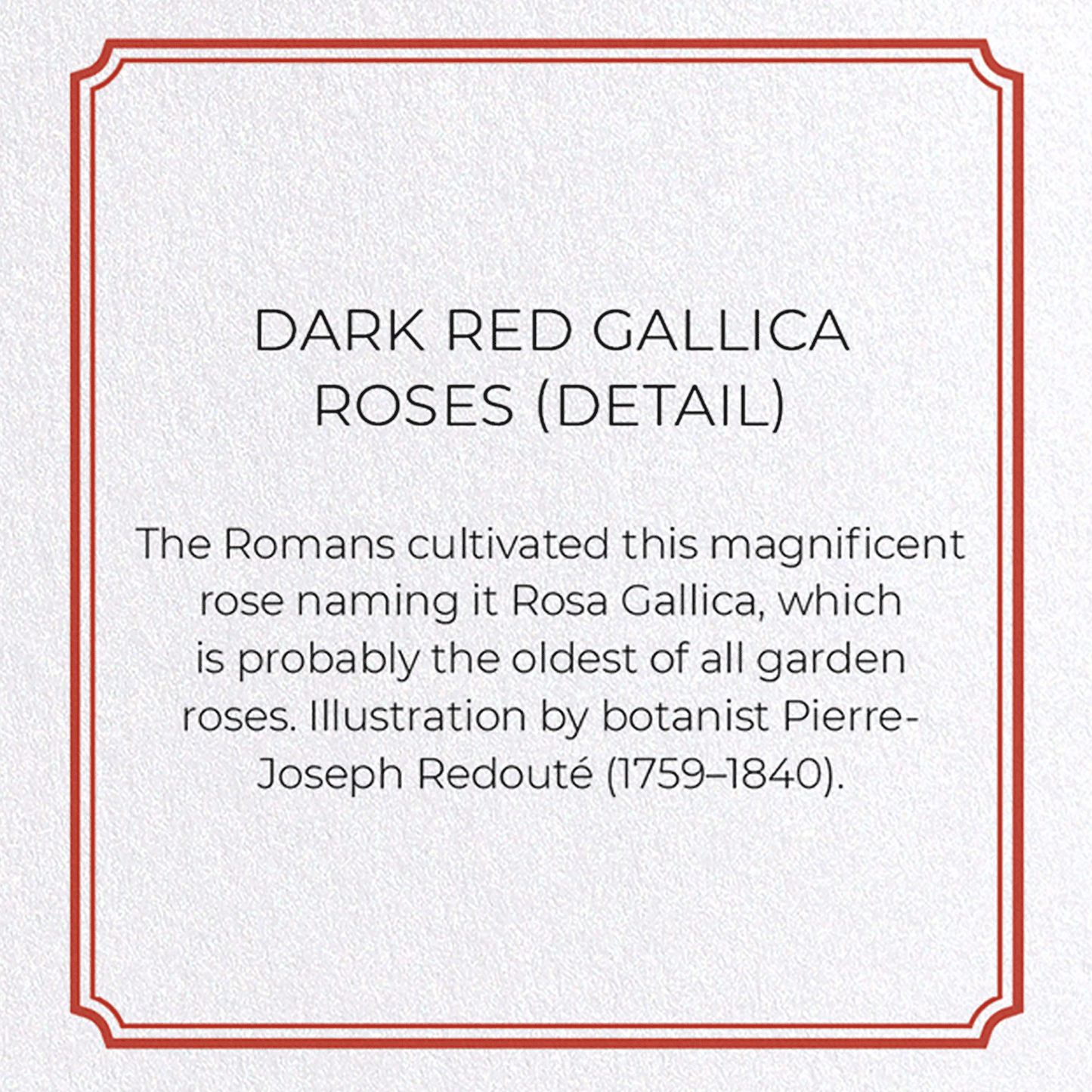 DARK RED GALLICA ROSES: Botanical Greeting Card