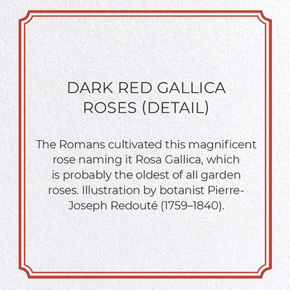 DARK RED GALLICA ROSES: Botanical Greeting Card
