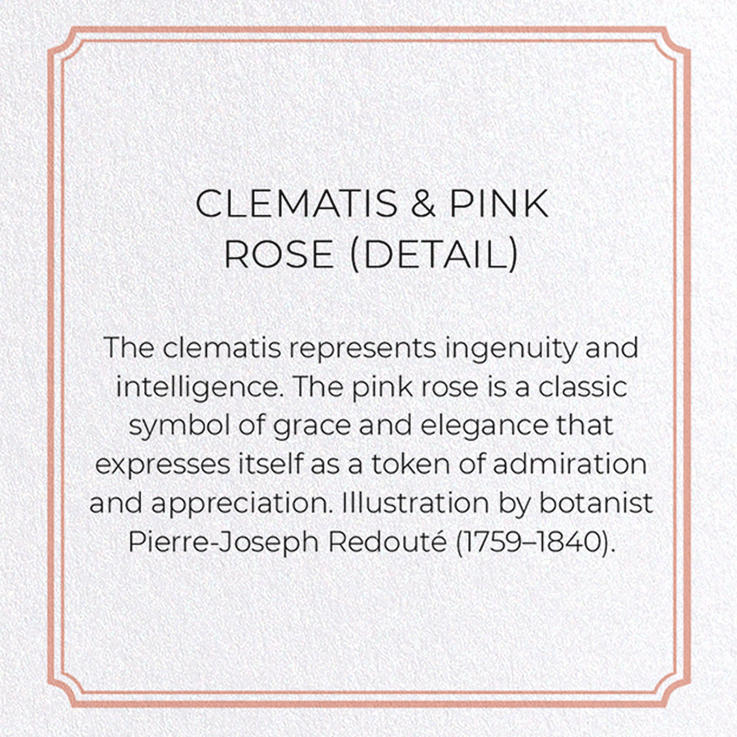CLEMATIS & PINK ROSE: Botanical Greeting Card