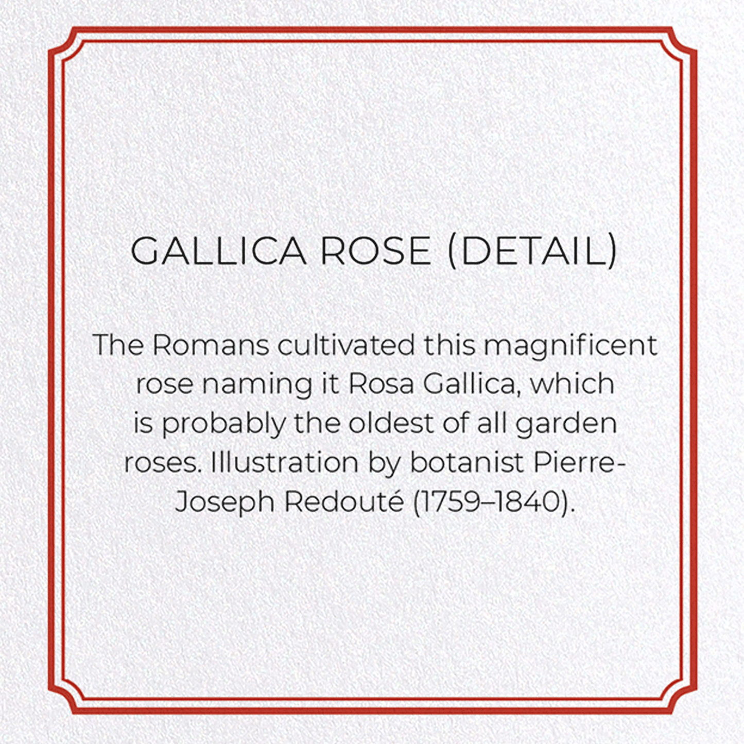 GALLICA ROSE: Botanical Greeting Card