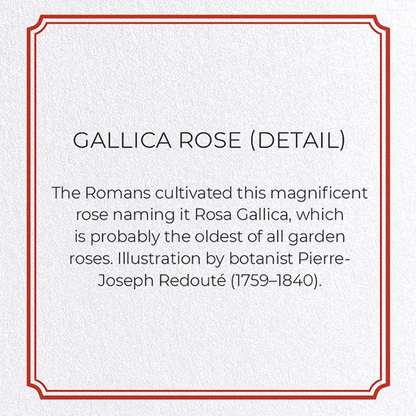 GALLICA ROSE: Botanical Greeting Card