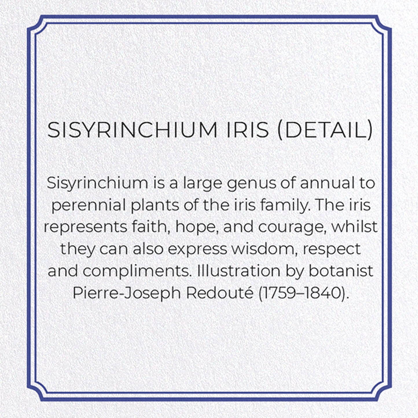SISYRINCHIUM IRIS: Botanical Greeting Card