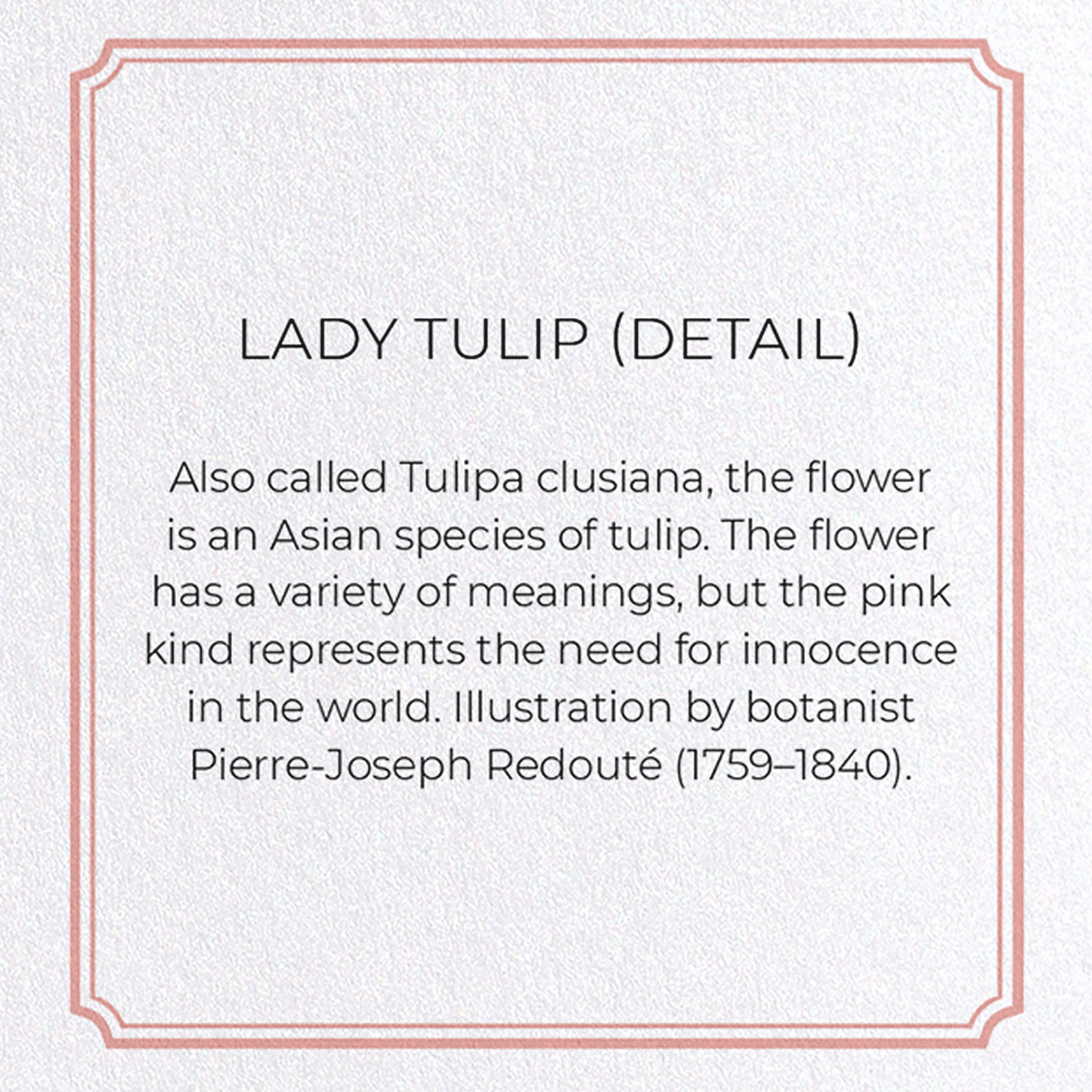 LADY TULIP: Botanical Greeting Card