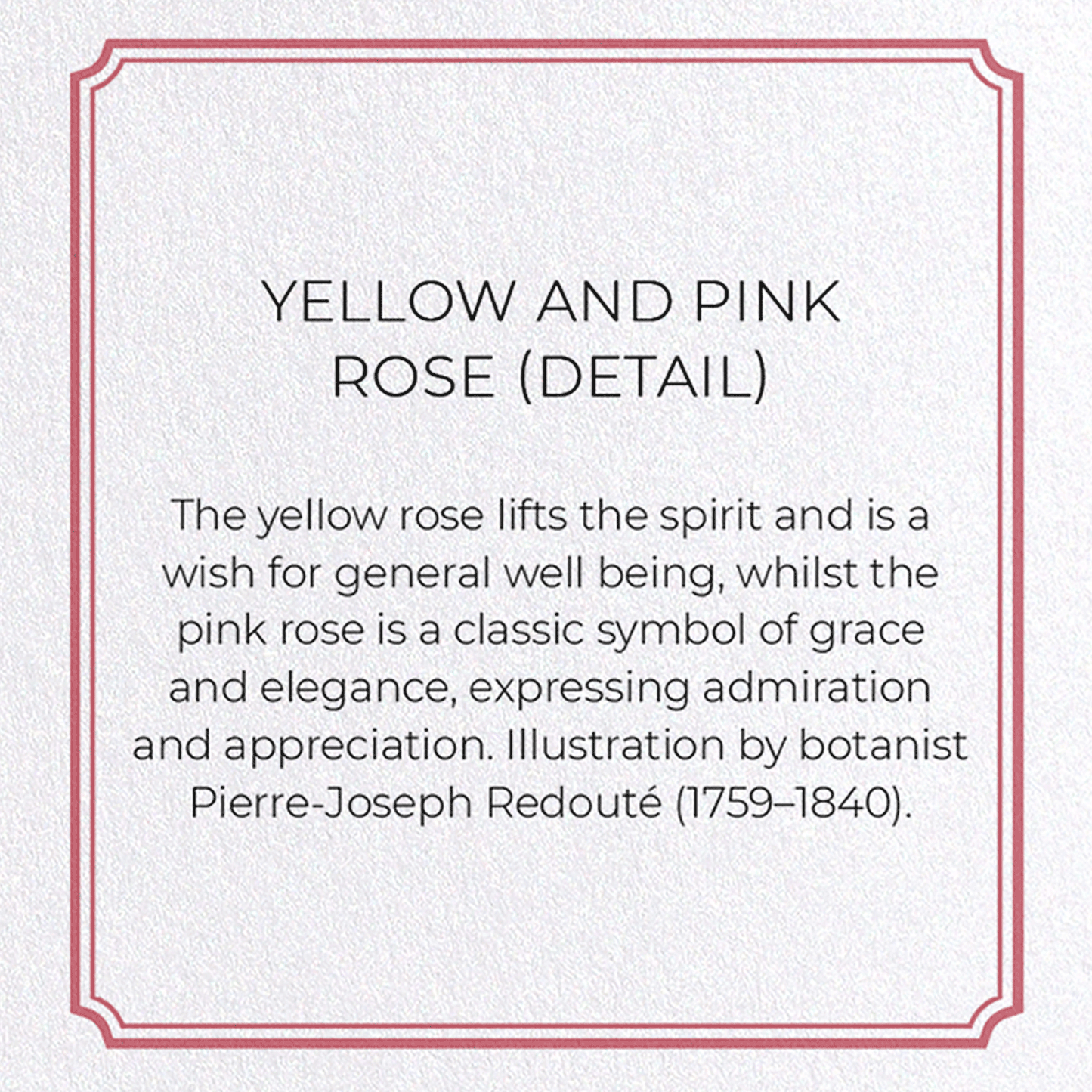 YELLOW AND PINK ROSE: Botanical Greeting Card