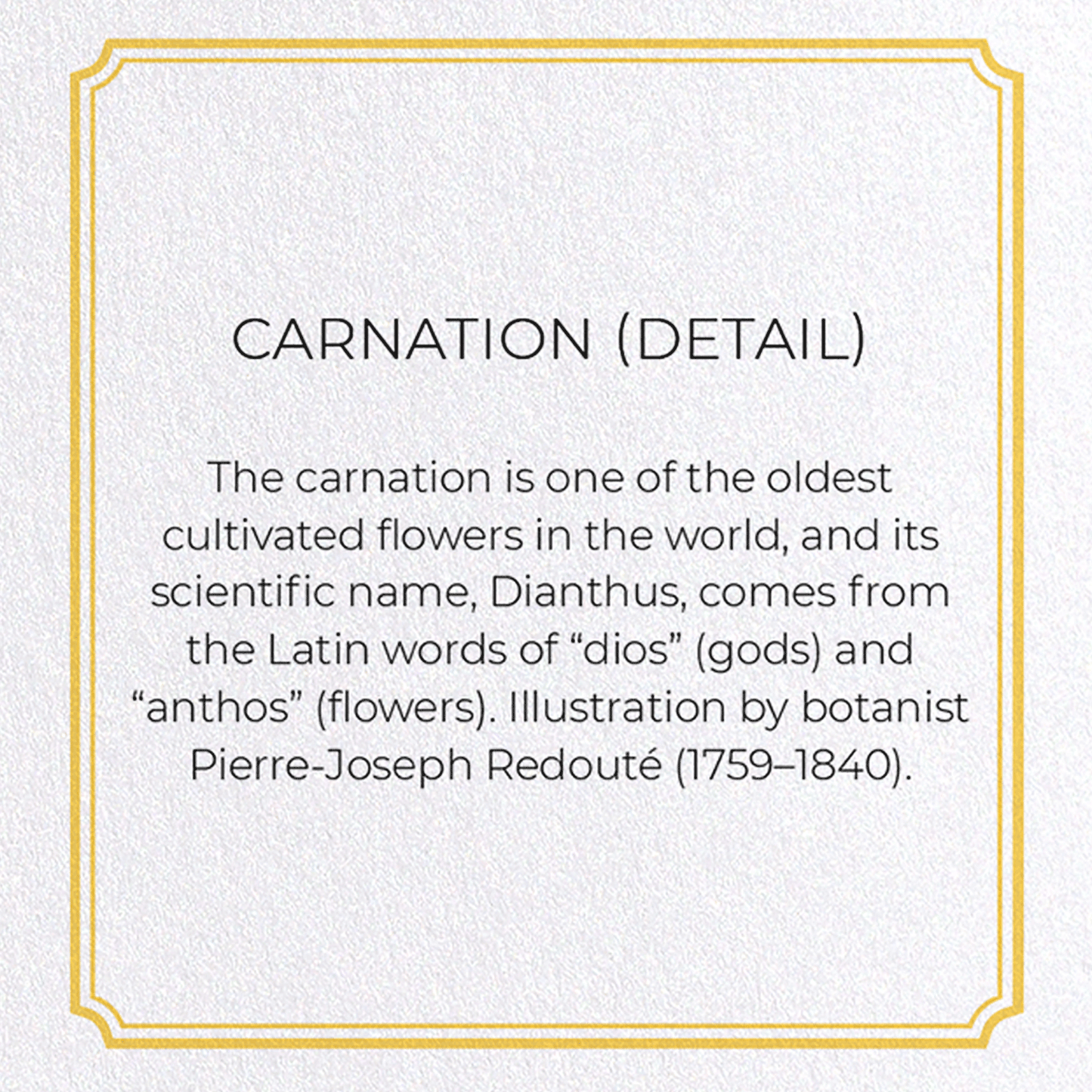 CARNATION: Botanical Greeting Card