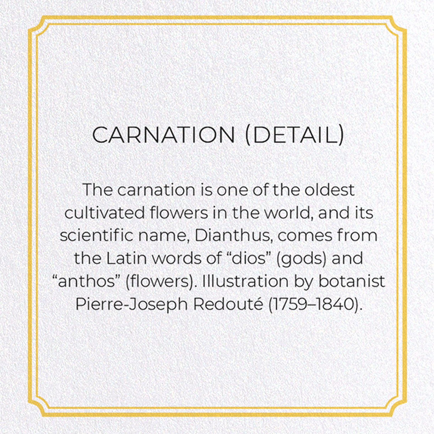CARNATION: Botanical Greeting Card