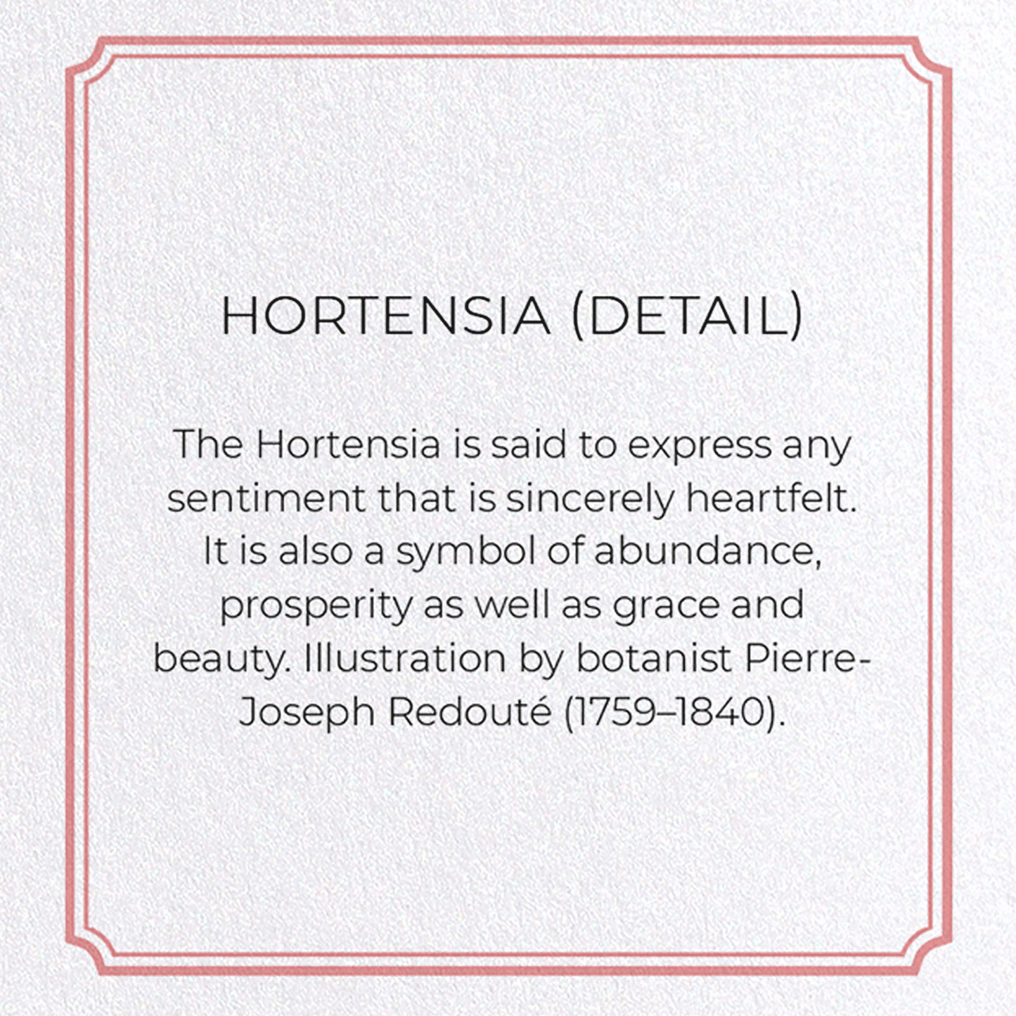 HORTENSIA: Botanical Greeting Card
