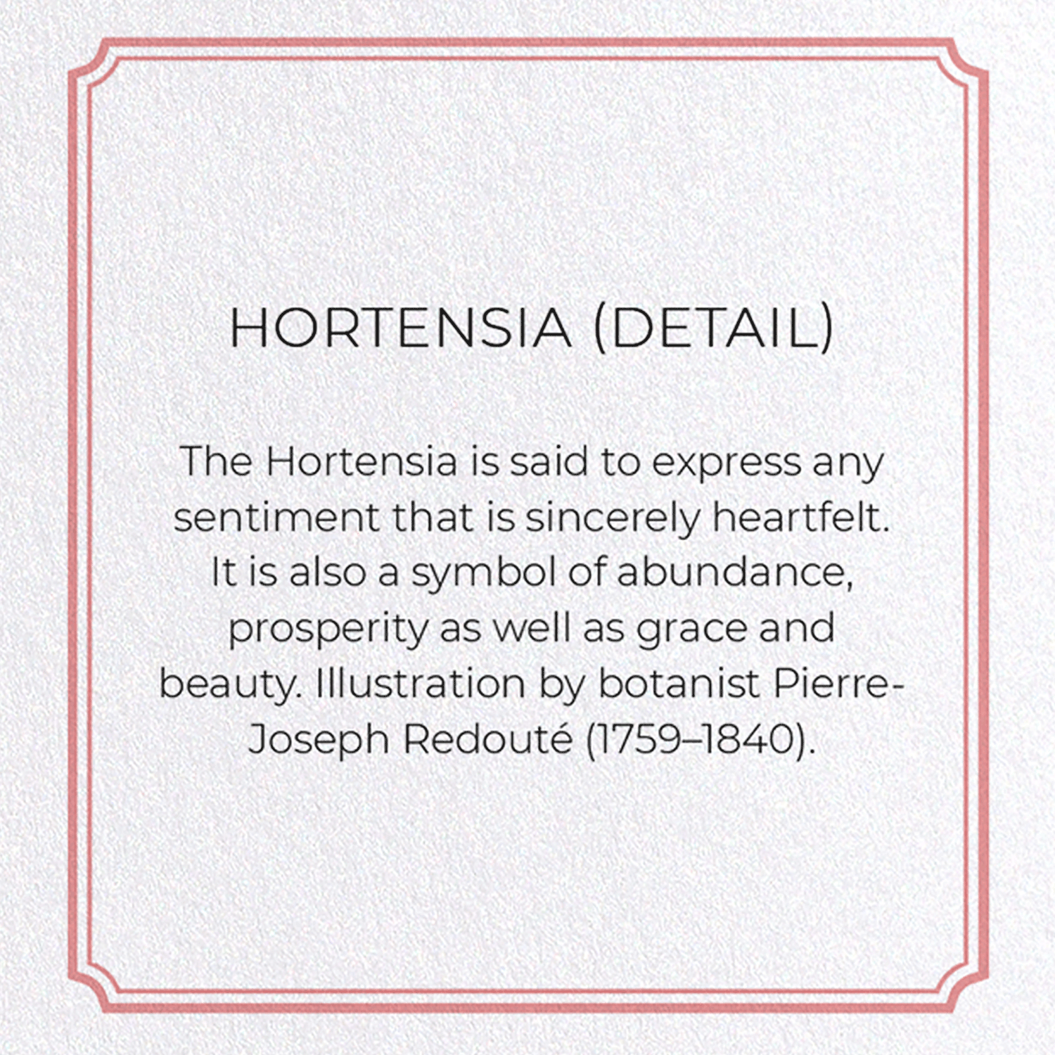 HORTENSIA: Botanical Greeting Card