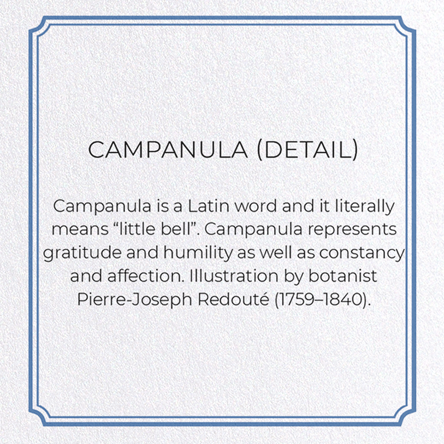 CAMPANULA: Botanical Greeting Card