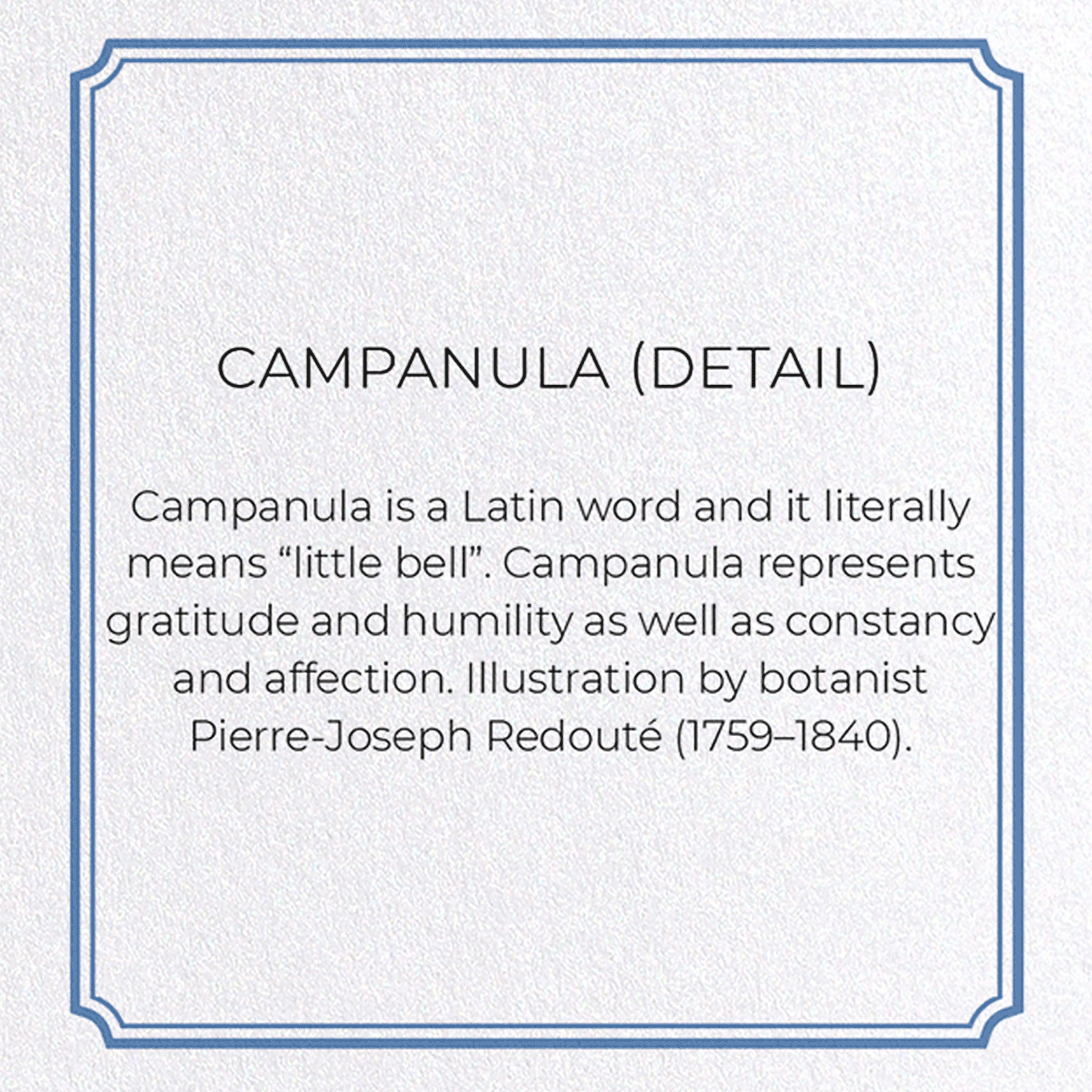 CAMPANULA: Botanical Greeting Card