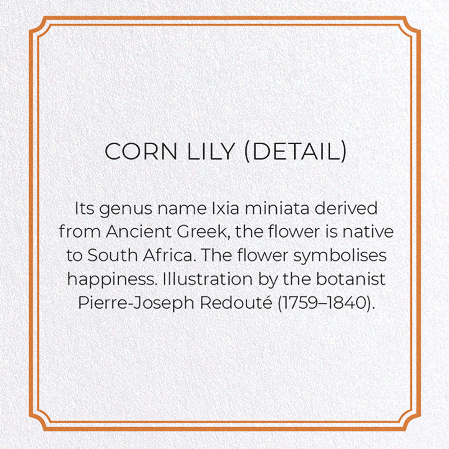 CORN LILY: Botanical Greeting Card