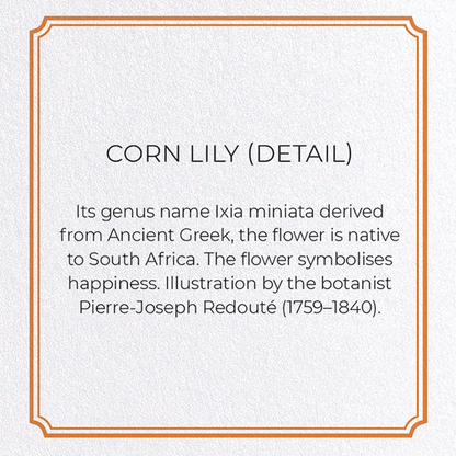 CORN LILY: Botanical Greeting Card