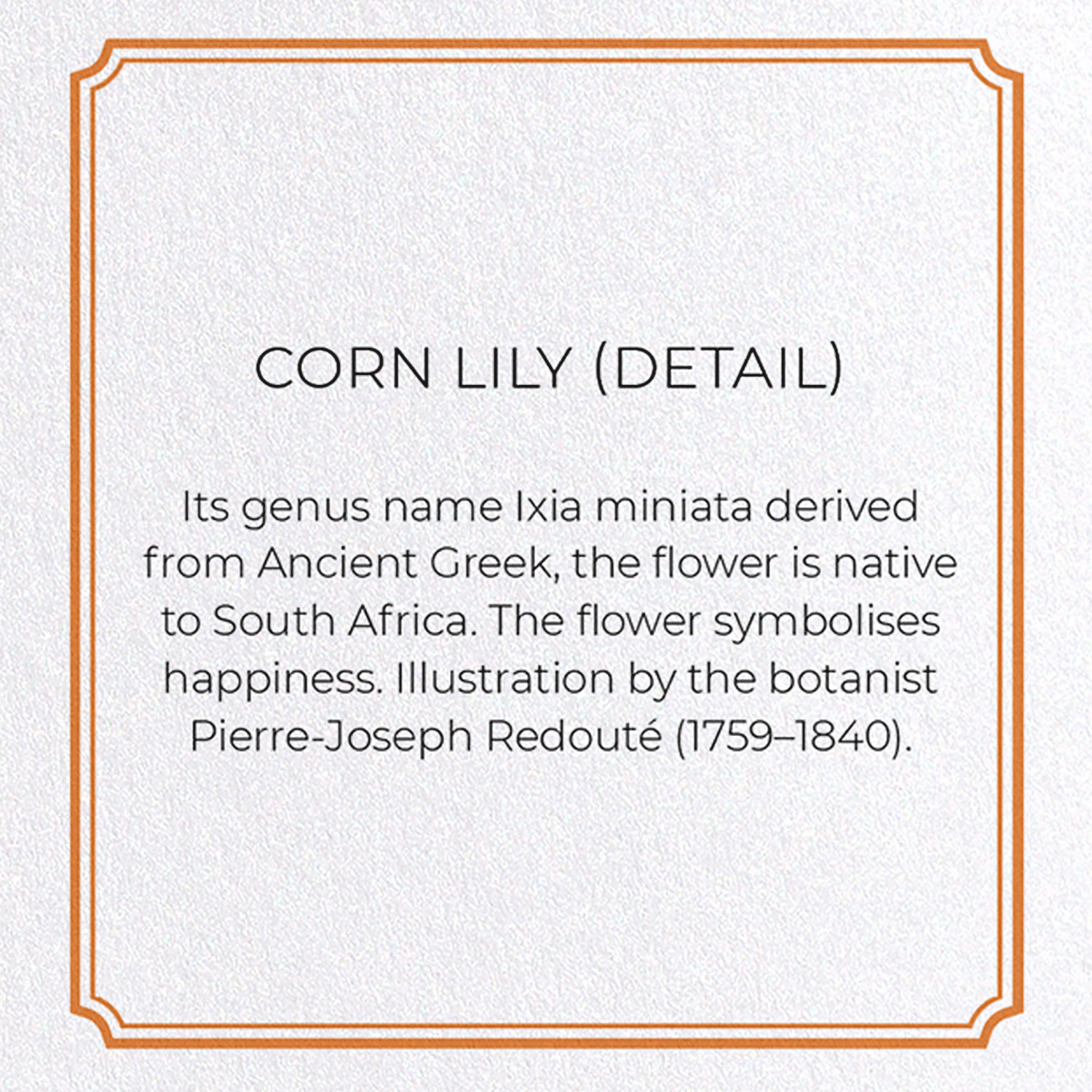 CORN LILY: Botanical Greeting Card