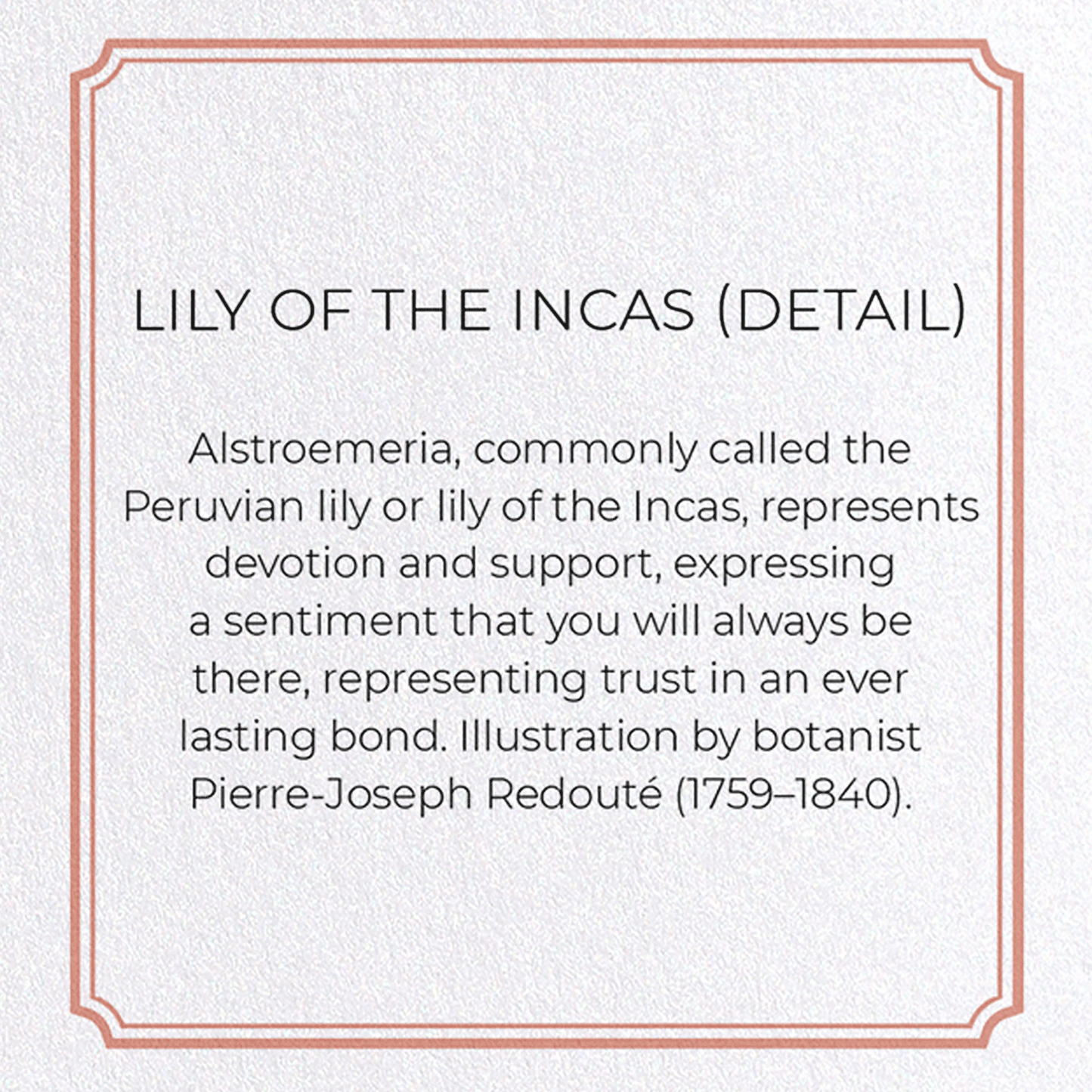 LILY OF THE INCAS: Botanical Greeting Card
