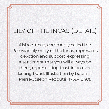 LILY OF THE INCAS: Botanical Greeting Card