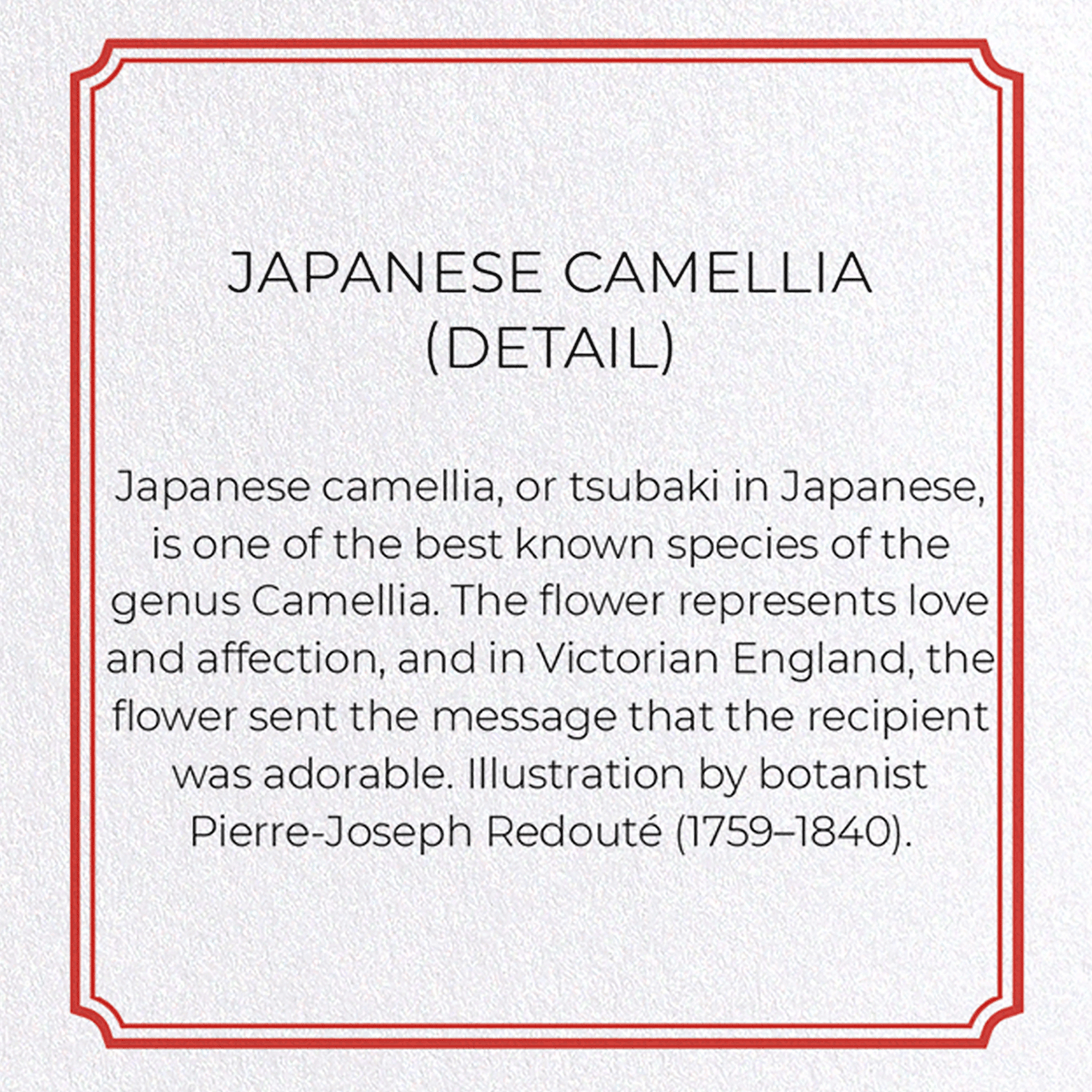 JAPANESE CAMELLIA: Botanical Greeting Card