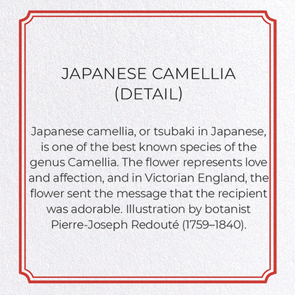JAPANESE CAMELLIA: Botanical Greeting Card