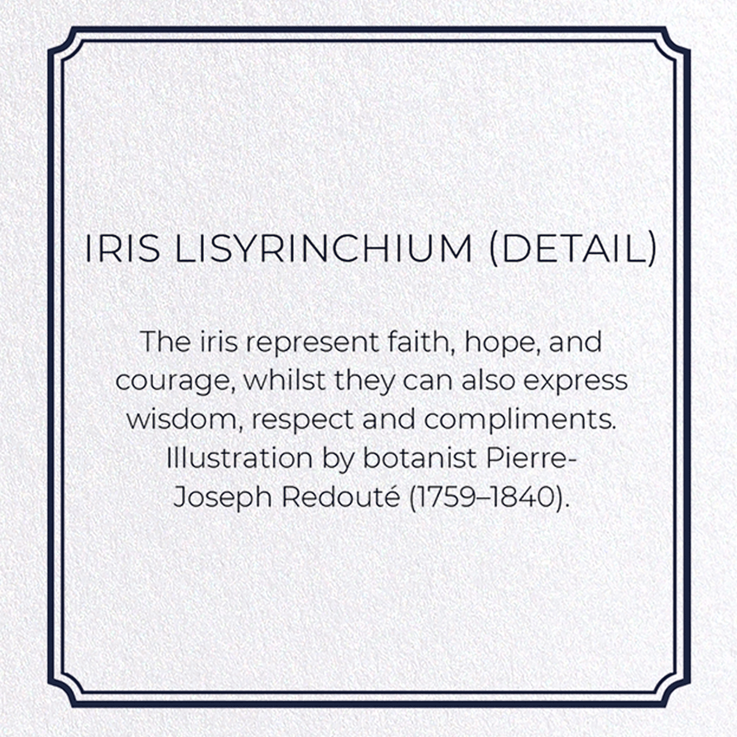 IRIS LISYRINCHIUM: Botanical Greeting Card