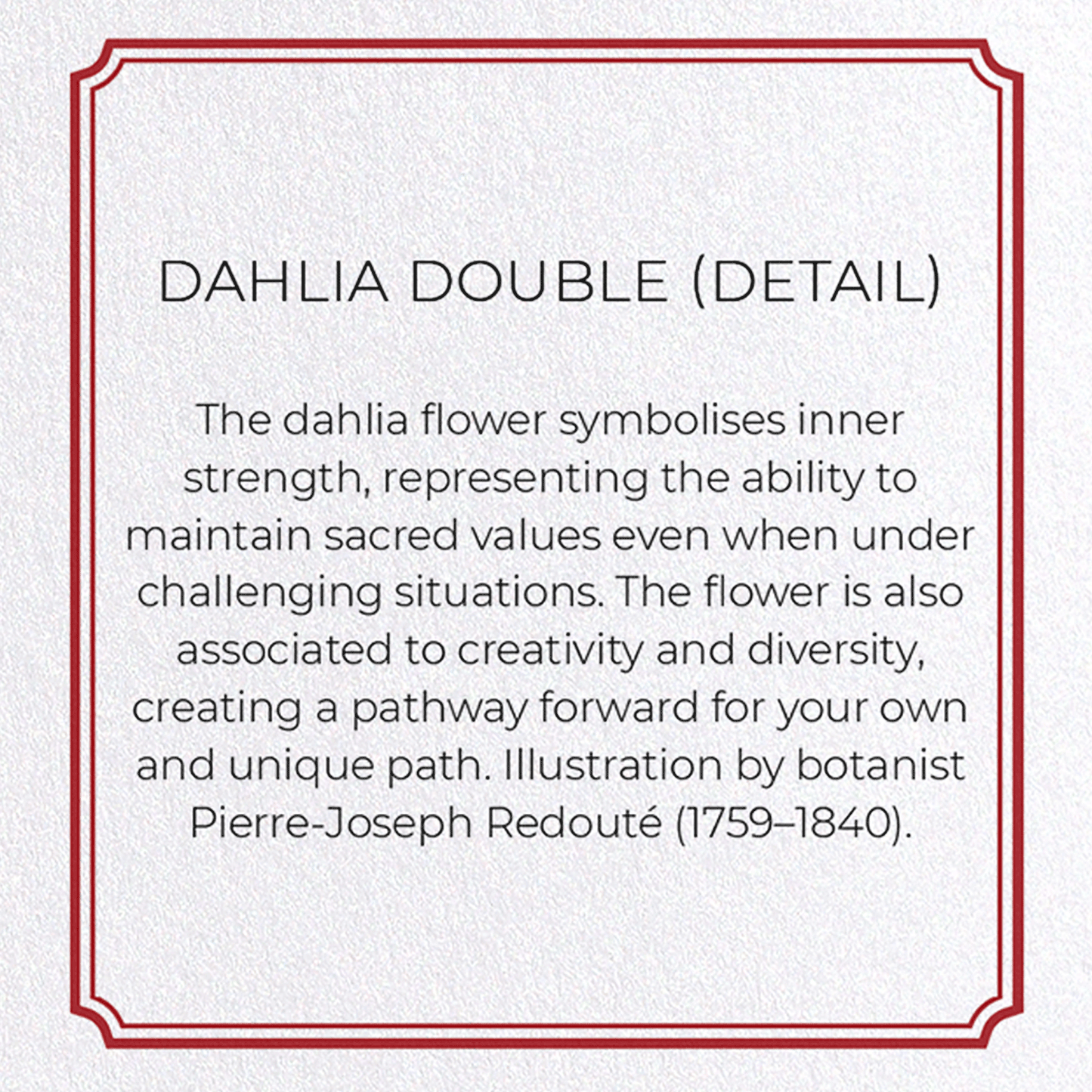 DAHLIA DOUBLE: Botanical Greeting Card