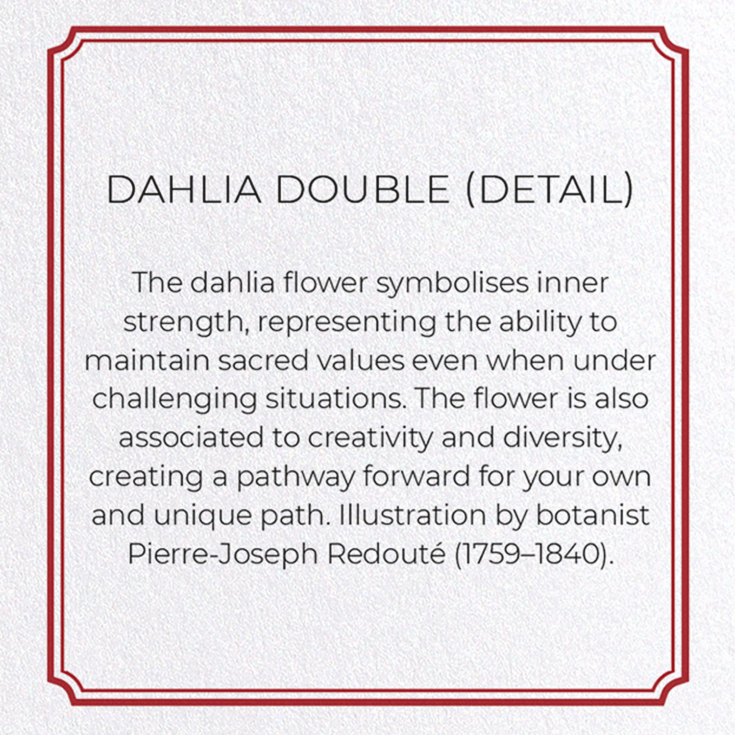 DAHLIA DOUBLE: Botanical Greeting Card