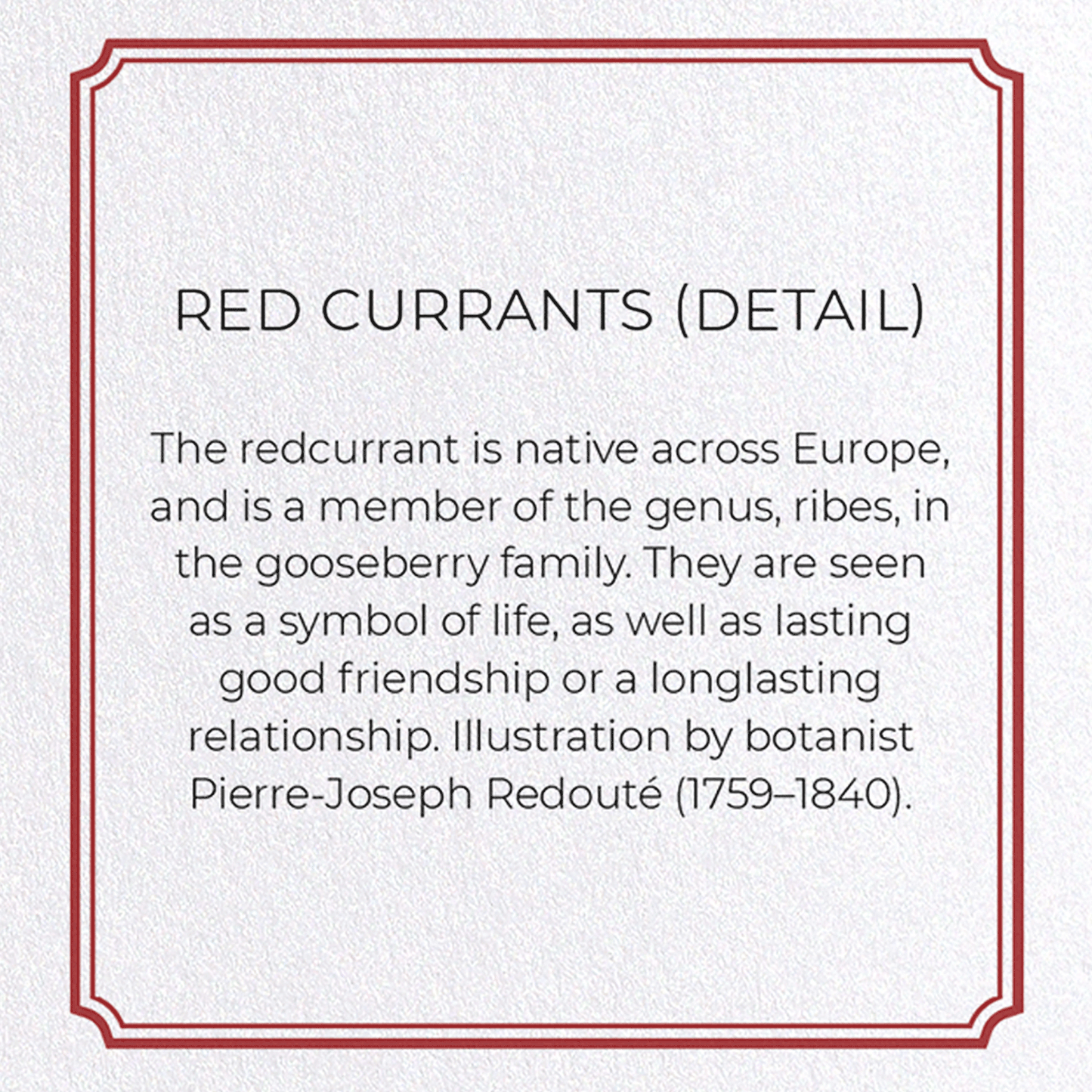 REDCURRANTS: Botanical Greeting Card