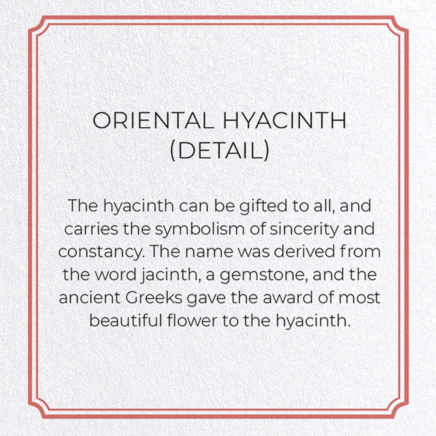 ORIENTAL HYACINTH: Botanical Greeting Card