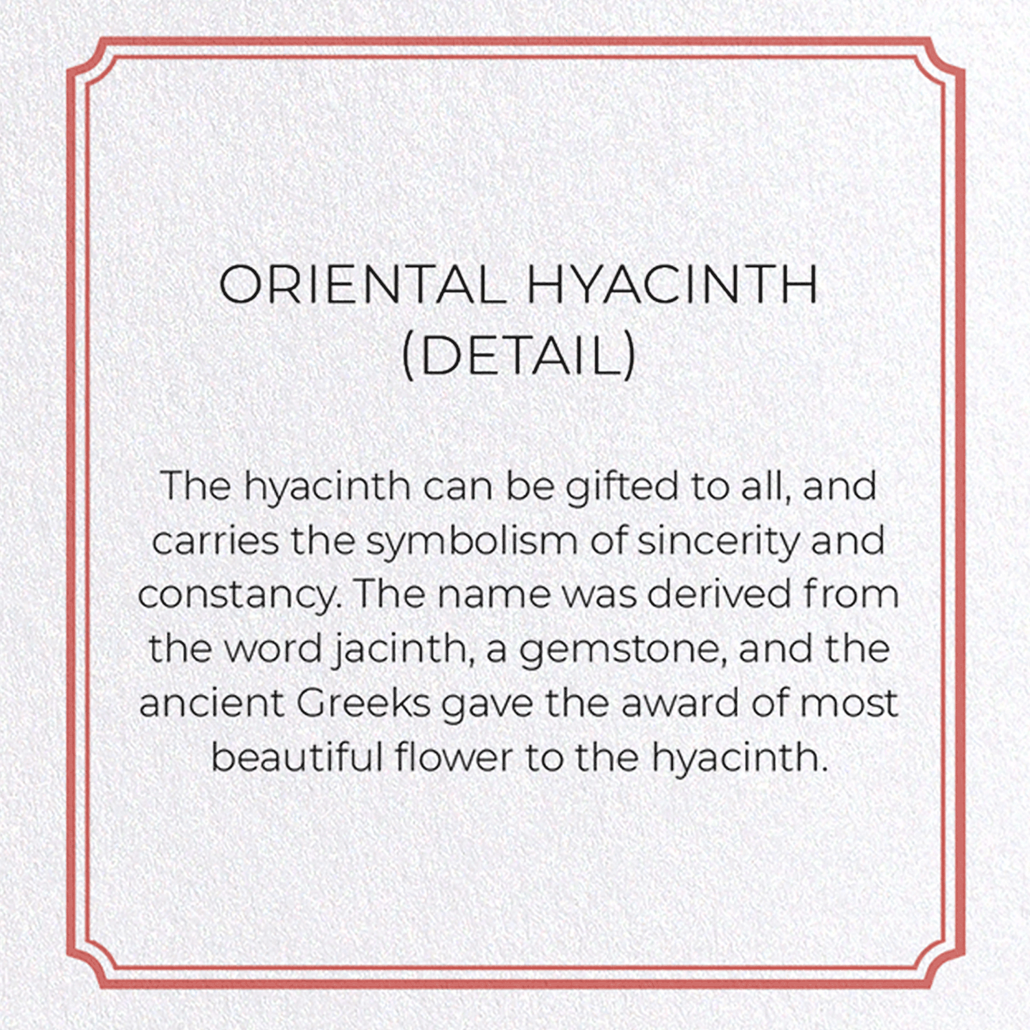 ORIENTAL HYACINTH: Botanical Greeting Card