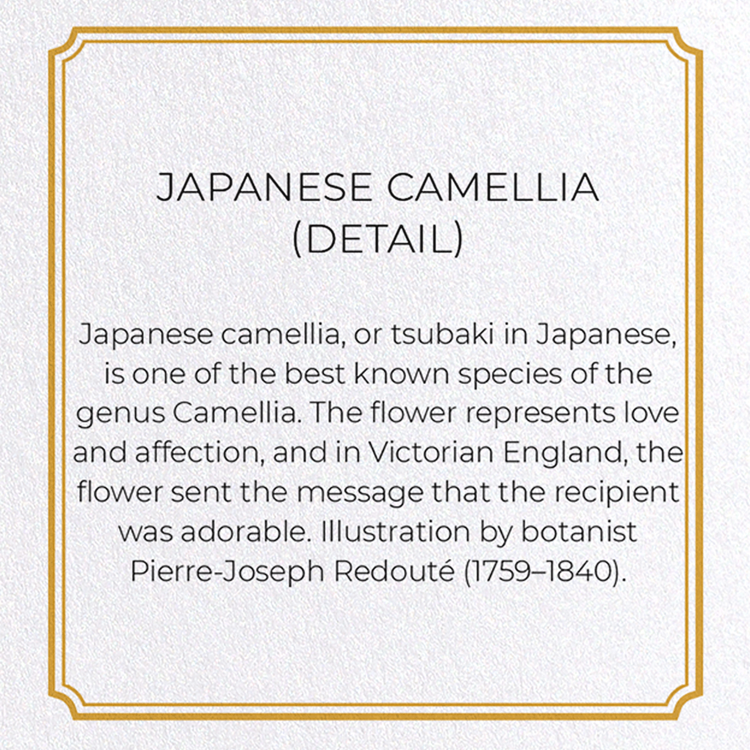JAPANESE CAMELLIA: Botanical Greeting Card