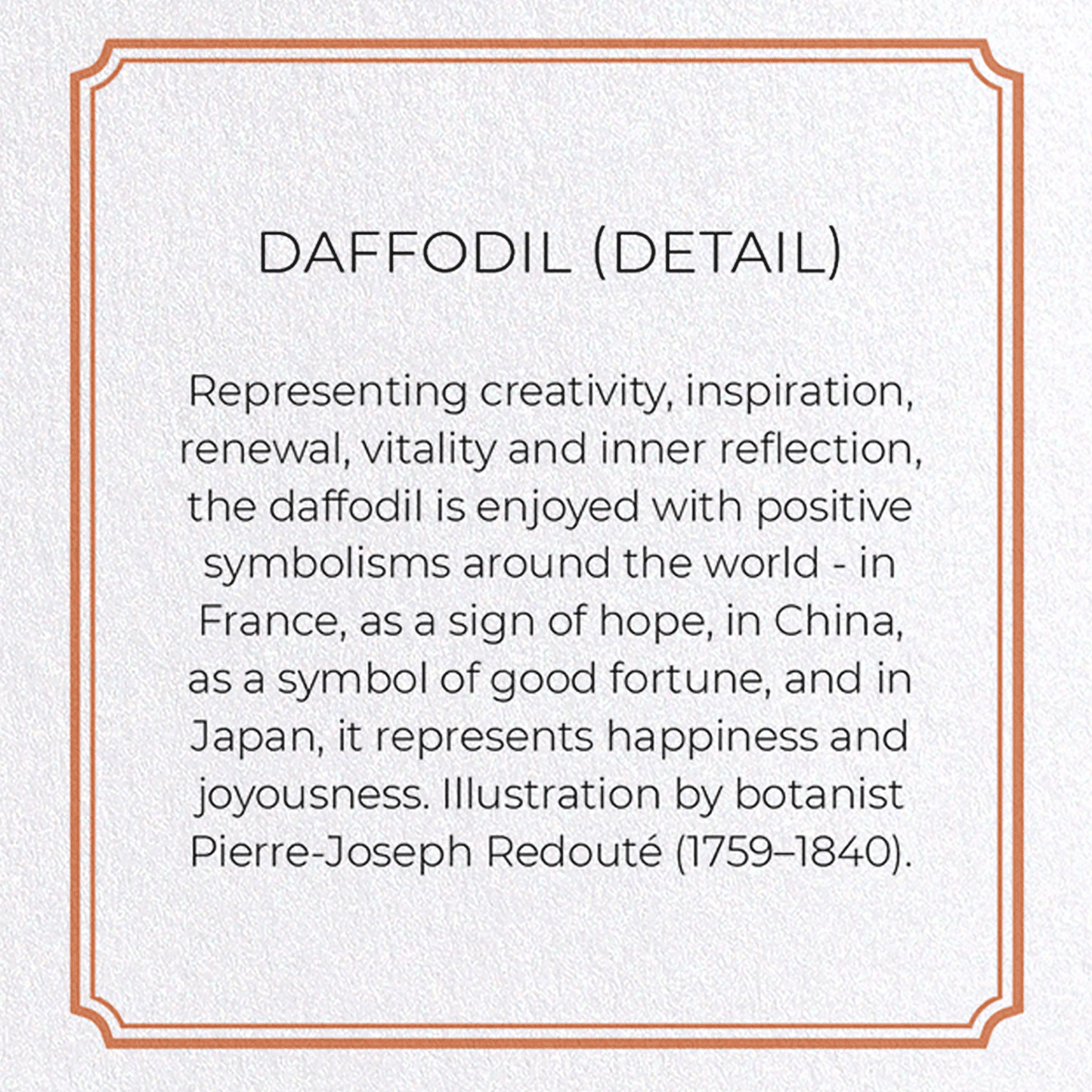 DAFFODIL: Botanical Greeting Card