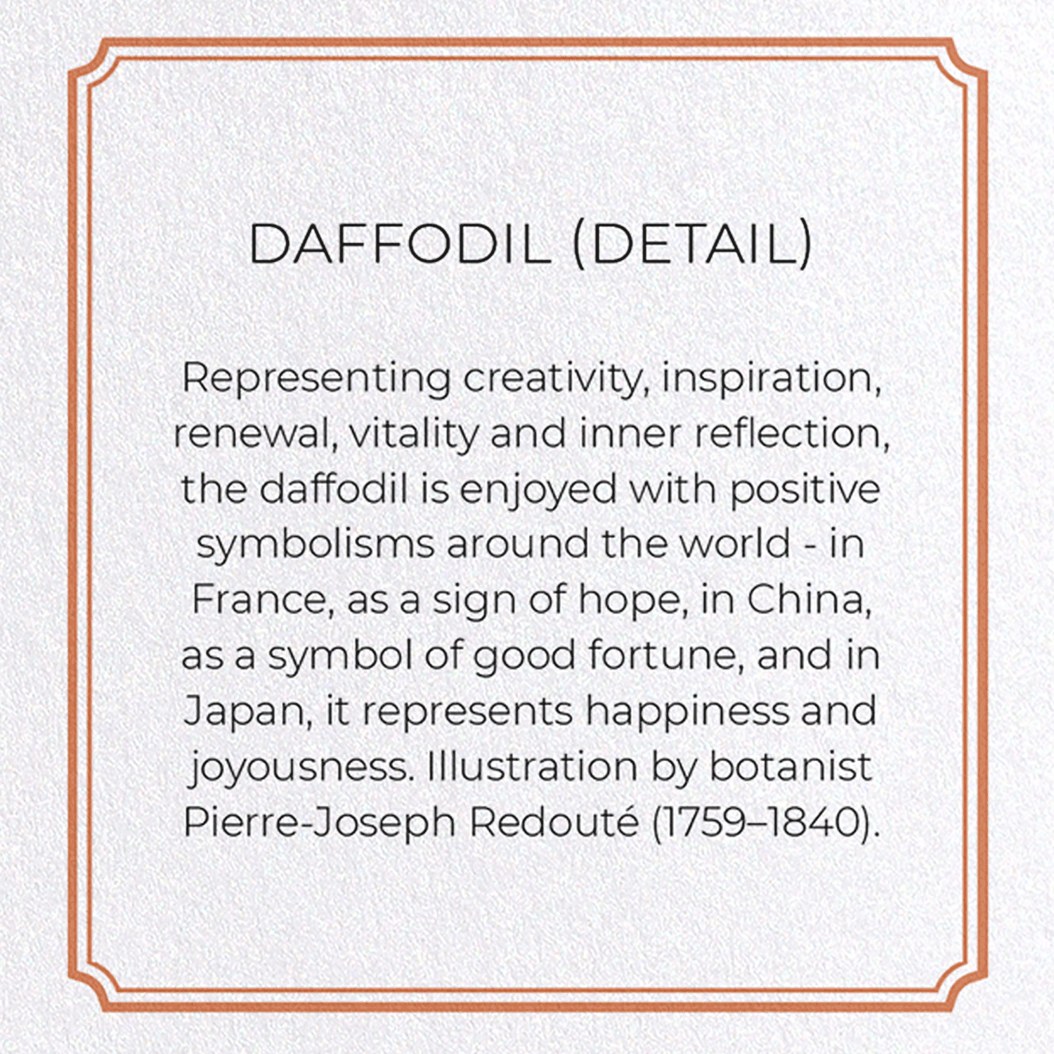DAFFODIL: Botanical Greeting Card