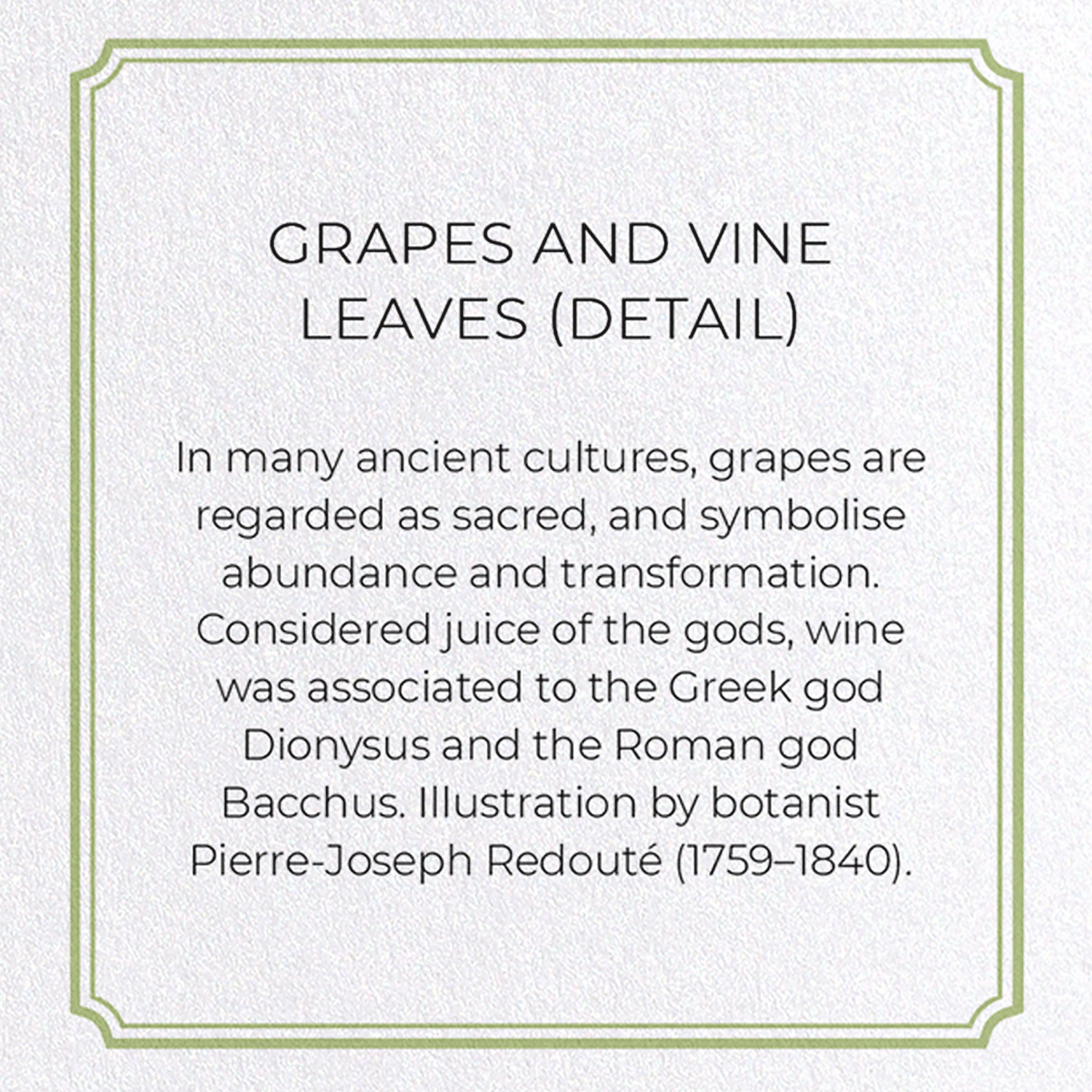 GRAPES AND VINE LEAVES: Botanical Greeting Card