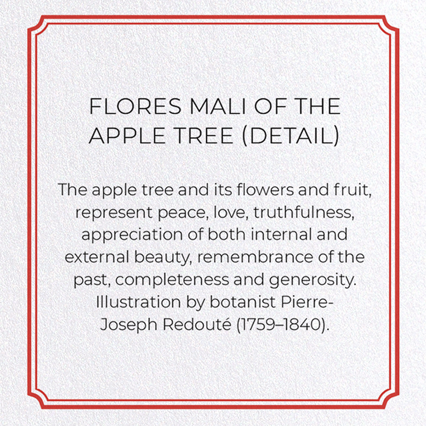 FLORES MALI OF THE APPLE TREE: Botanical Greeting Card