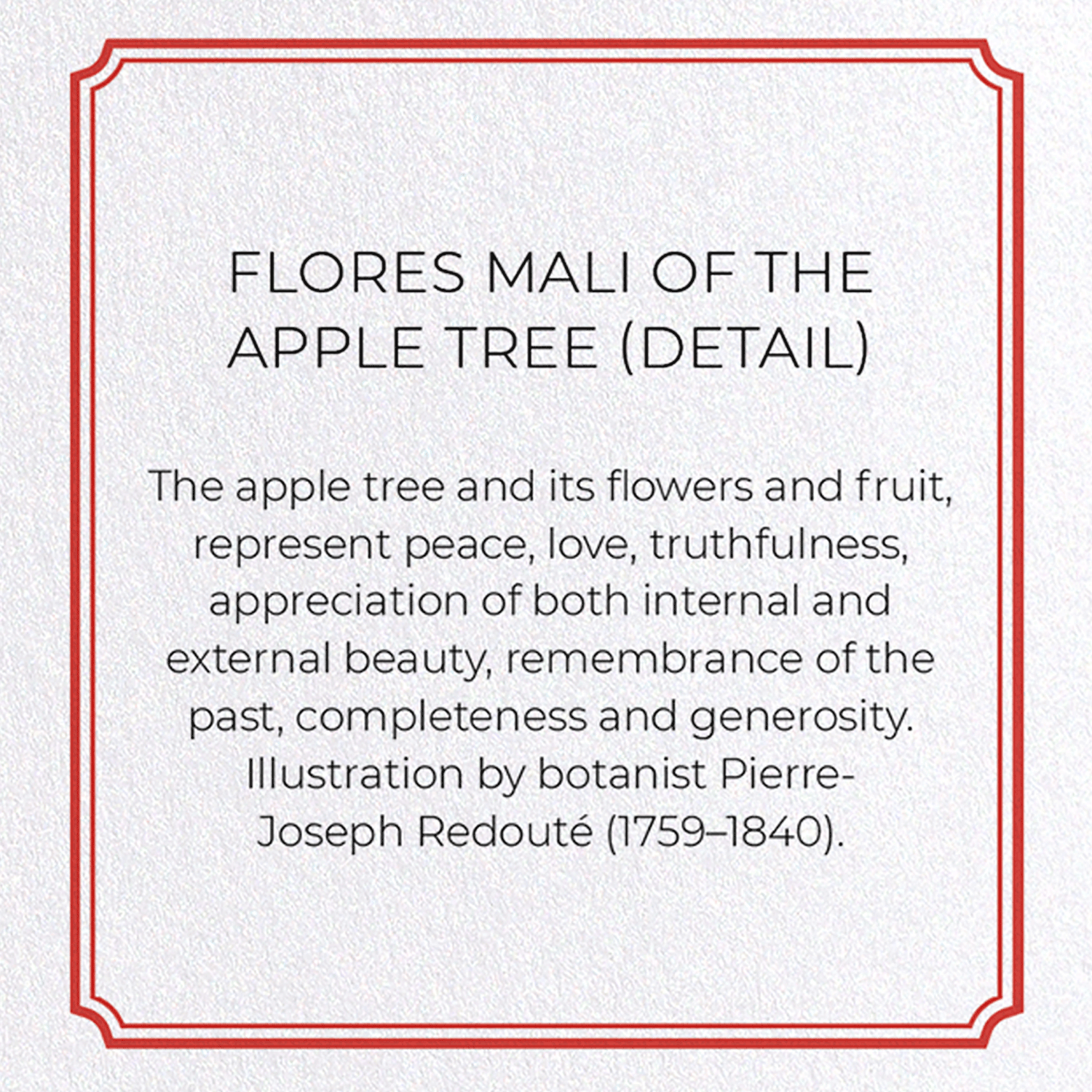 FLORES MALI OF THE APPLE TREE: Botanical Greeting Card