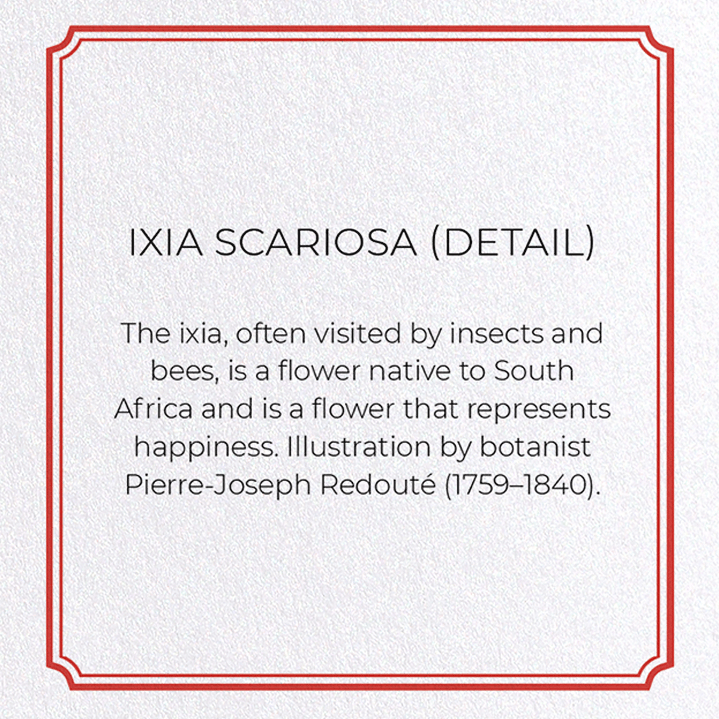 IXIA SCARIOSA: Botanical Greeting Card