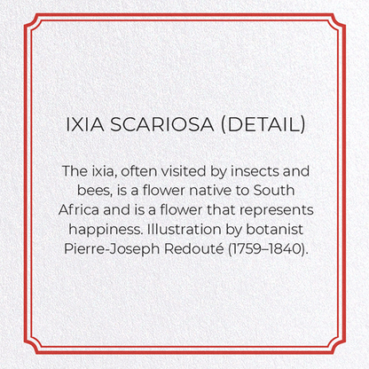 IXIA SCARIOSA: Botanical Greeting Card