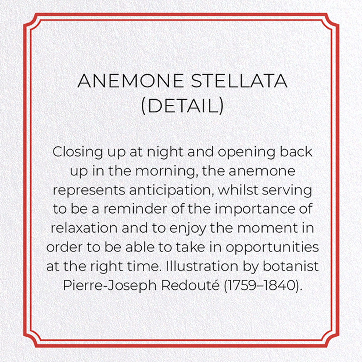 ANEMONE STELLATA: Botanical Greeting Card