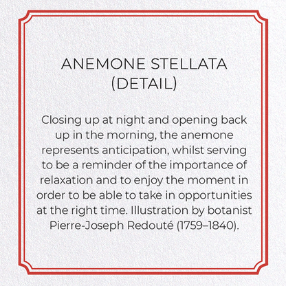 ANEMONE STELLATA: Botanical Greeting Card