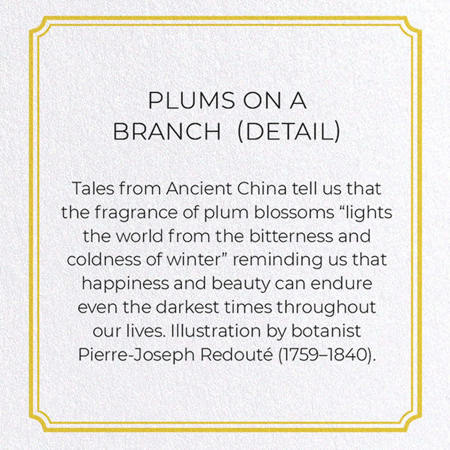 PLUMS ON A BRANCH : Botanical Greeting Card