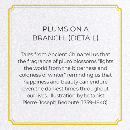 PLUMS ON A BRANCH : Botanical Greeting Card