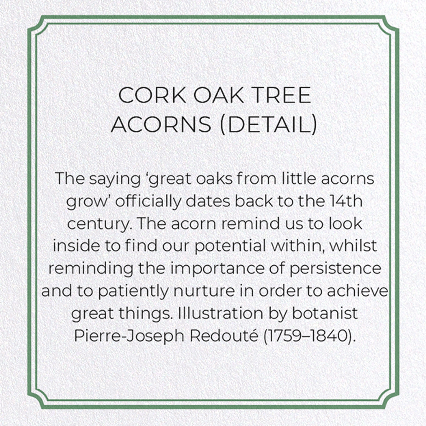 CORK OAK TREE ACORNS: Botanical Greeting Card